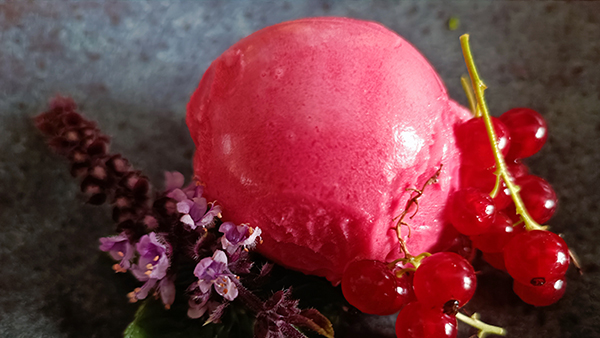 Rezept des Monats Juli 2025 Ninja Creami Protein Sorbet vegan